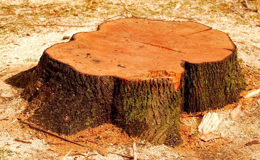 O que são <br><strong>árvores isoladas?</strong>